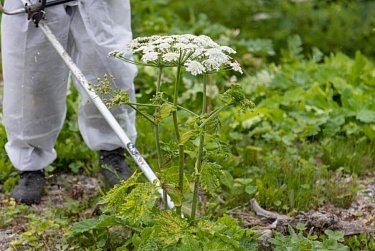 Прополка обязательна